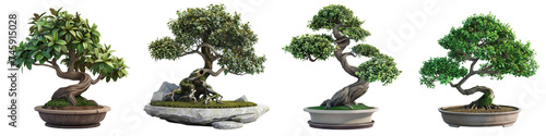 A set of four intricately shaped bonsai trees  each in a unique pot  isolated against a transparent background.