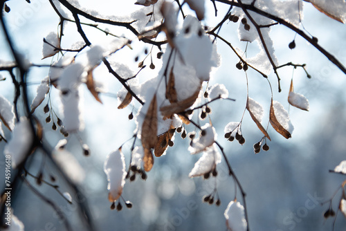 snow covered branches