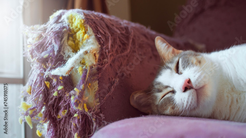 Canvas Print cats scratch furniture, scratch at the corner of the couch