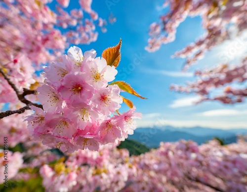 桜の背景素材