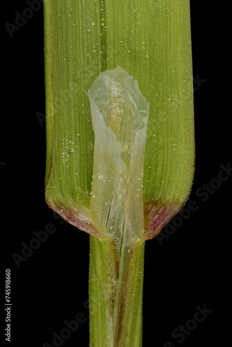 Rough Meadow Grass (Poa trivialis). Ligule and Leaf Sheath Closeup