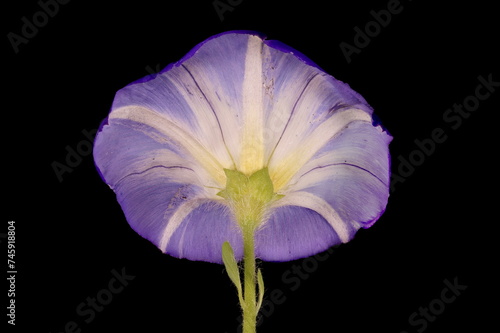 Dwarf Morning-Glory (Convolvulus tricolor). Flower Closeup photo