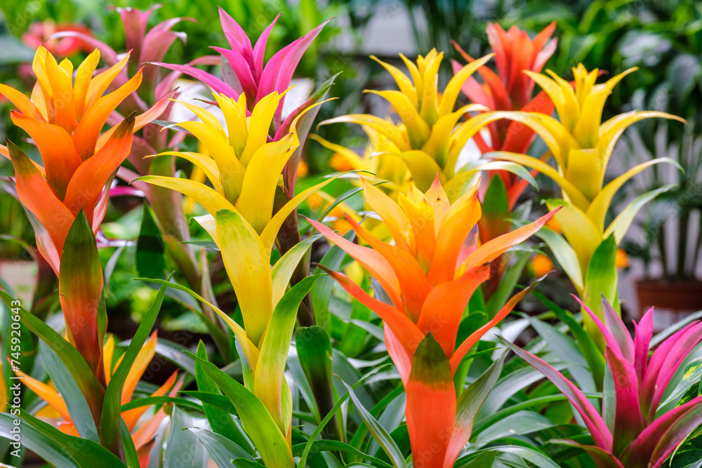 Guzmania in flower, Mallorca, Balearic Islands, Spain Guzmania in flower, Mallorca, Balearic Islands, Spain
