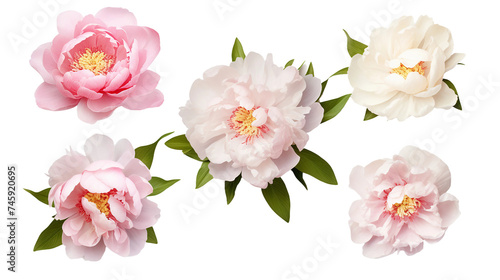 Peony Blossoms Isolated on Transparent Background - Botanical Graphic Art Collection © Spear