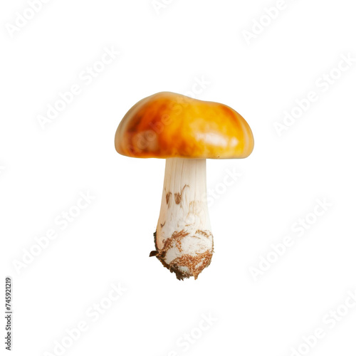 Isolated raw natural forest mushroom on transparent background. Boletus is edible mushroom. Concept of healthy sustainable food and organic products