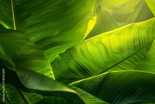 Tropical leaves, abstract green leaves texture, nature background.