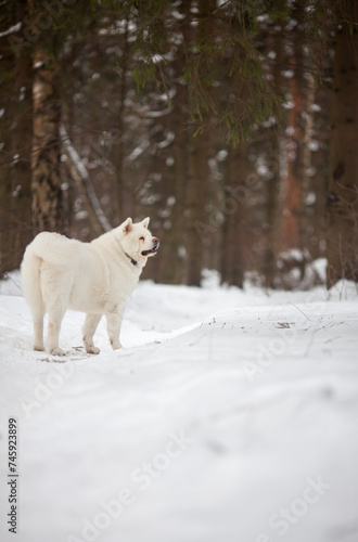 adult white Akita Inu dog stands in a winter pine forest