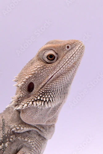 white bearded dragon close up photo