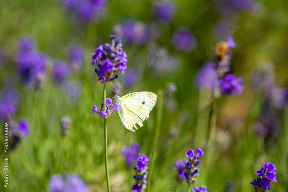 Naklejka premium Butterflies on spring lavender flowers under sunlight. Beautiful landscape of nature with a panoramic view. Hi spring. long banner