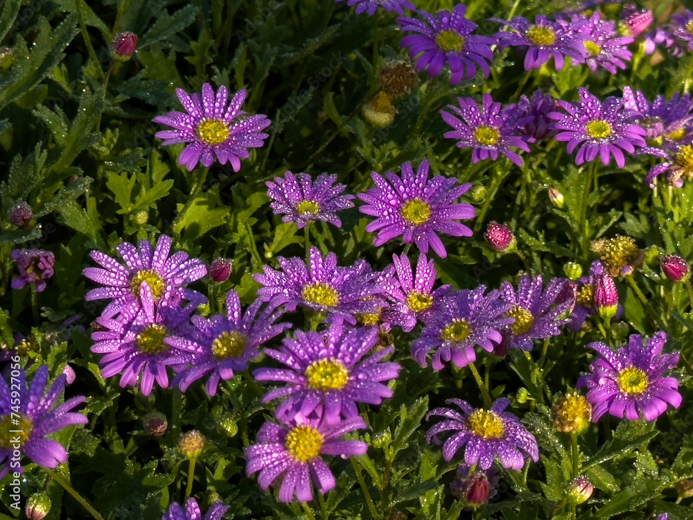 Close up of beautiful tiny purple flowers are blooming with perfect sunlight