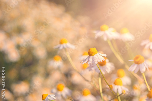 Chamomile flower field. Daisy in the nature. Flowers in summer day. Chamomile flowers field wide background in sun light