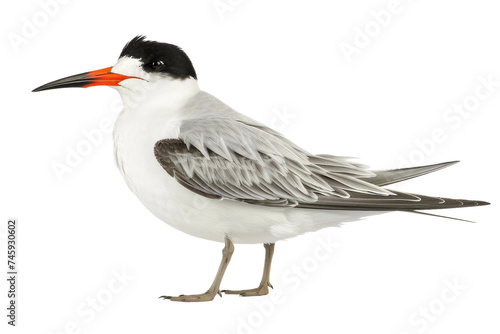 Tern isolated on transparent background © MSS Studio