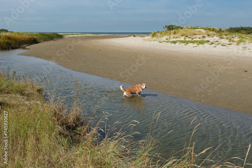 brown dog  in  lough in dunes of Northsea, Kwade Hoek, Netherlands photo