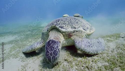 Slow motion, portrait of Great Green Se Turtle (Cheloni mydas) grazing sand seabed eating Smooth ribbon seagrass (Cymodoce rotundata) on seagrass meadow in sunny day, Close up photo