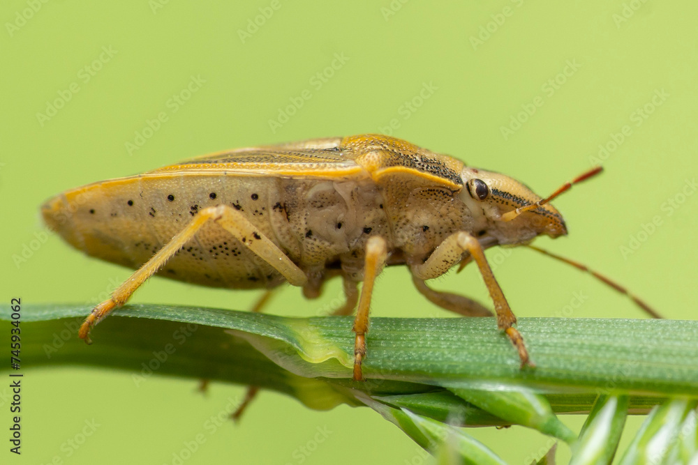 Fototapeta premium Owad, chrząszcz