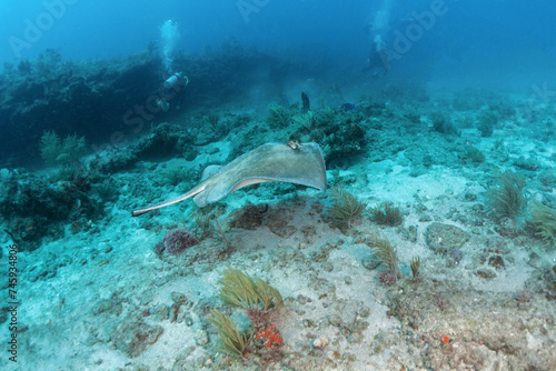 Scuba Diving West Palm Beach and Jupiter Florida. Underwater pictures. 