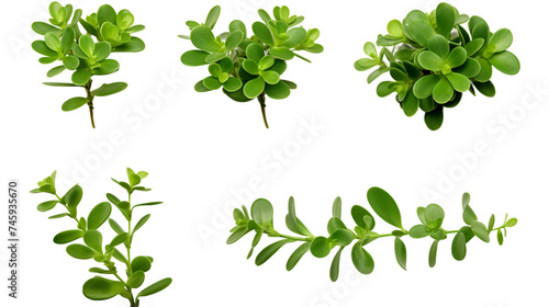 Purslane Botanical Collection: Organic Edible Plant Leaves for Healthy Vegan Cuisine - Green Nature Illustrations Isolated on Transparent Backgrounds photo