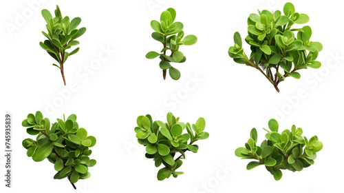 Purslane Botanical Collection: Organic Edible Plant Leaves for Healthy Vegan Cuisine - Green Nature Illustrations Isolated on Transparent Backgrounds