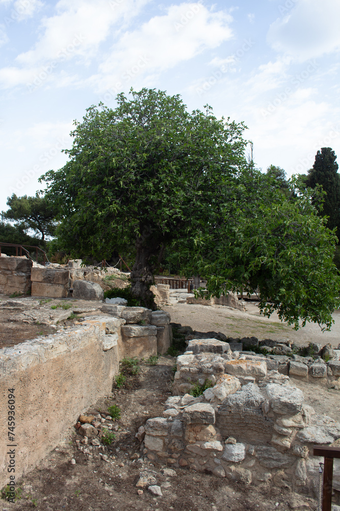 Olive tree on ancient ruins in knossos