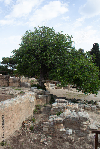 Olive tree on ancient ruins in knossos