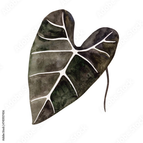 Large leaf of alocasia on a white background. Watercolor illustration on a white background. Isolate.