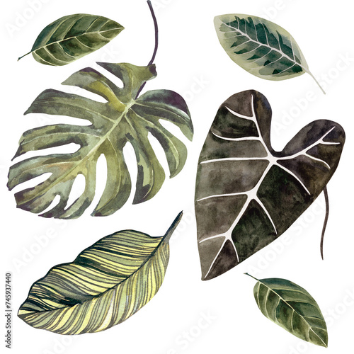 Green tropical leaves watercolor texture in beautiful style on white background. Drawings in muted tones. Drawing for the design of souvenirs, postcards, posters and invitations.