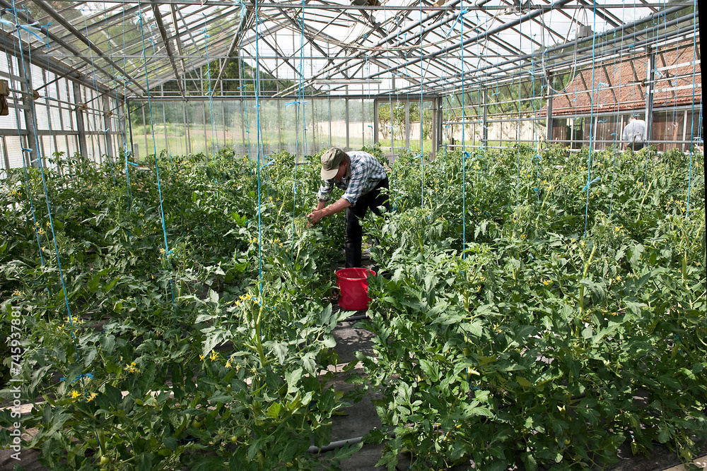 Gärtner arbeitet in einem Gewächshaus, Beuron, Deutschland Stock Photo