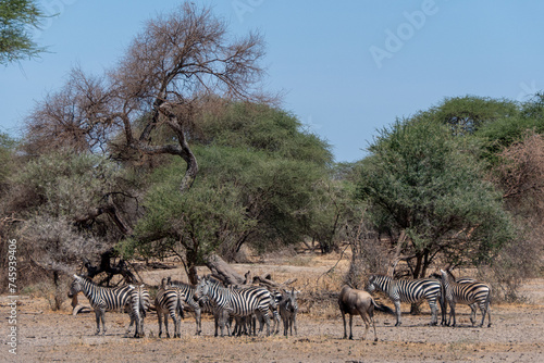 Tarangire, Tanzania, October 23, 2023. Group of zebras seeking shade