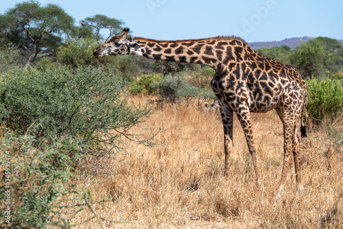 Tarangire, Tanzania, October 23, 2023. Giraffe feeding on leaves from a tree.