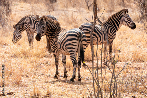 Tarangire, Tanzania, October 24, 2023. Three zebras in the savannah photo