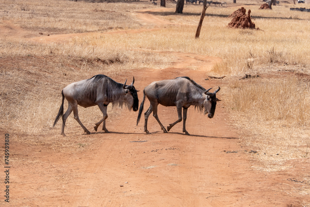 Tarangire, Tanzania, October 24, 2023. Two wildebeests crossing the road in the Savanna Tarangire, Tanzania, October 24, 2023. Two wildebeests crossing the road in the Savanna