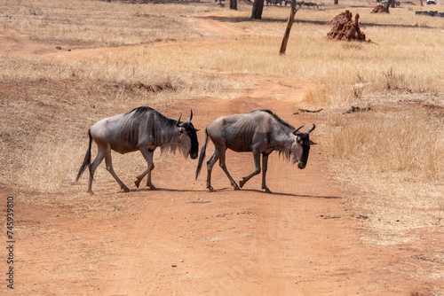 Tarangire, Tanzania, October 24, 2023. Two wildebeests crossing the road in the Savanna