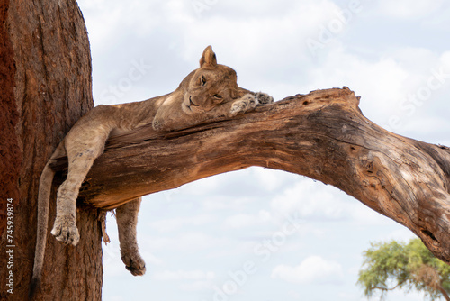 Tarangire, Tanzania, October 24, 2023. Lion cub sleeping in a tree