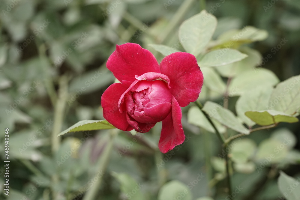 Close-up of roses blooming in the garden Close-up of roses blooming in the garden