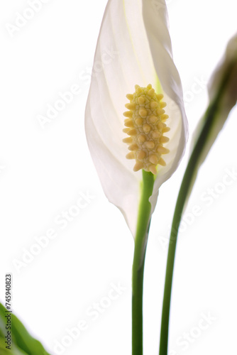 Spathiphyllum flower, Peace lily on white background photo