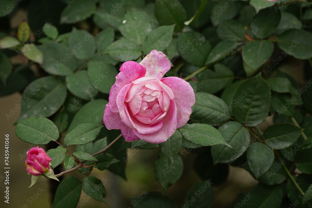 Close-up of roses blooming in the garden Close-up of roses blooming in the garden