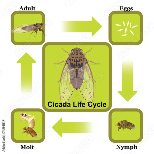 Cicada Life Cycle vector for graphic design,education,agricultural,science,artwork.