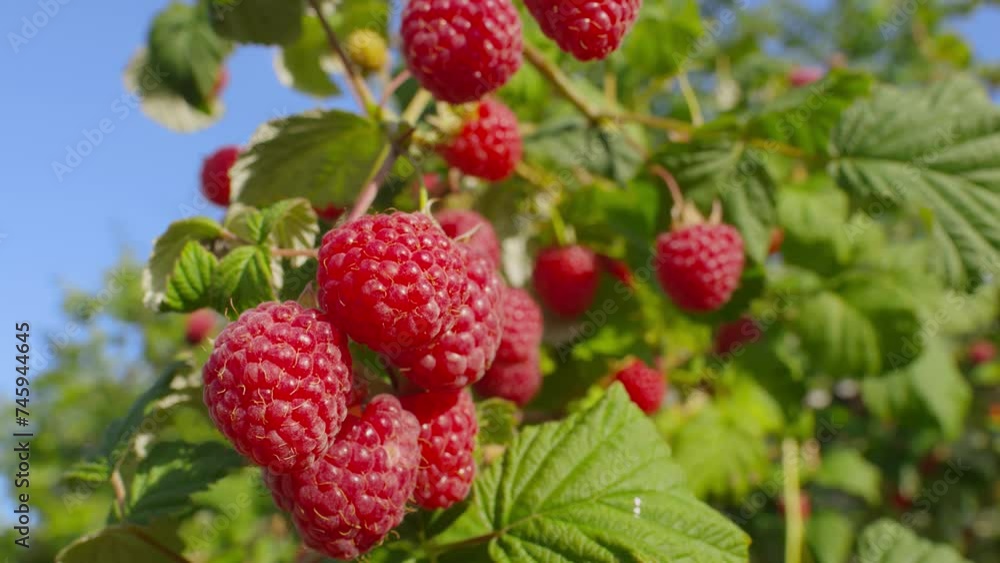 Panorama of a ripe juicy raspberries on the branch on the background of a blue sky. High quality 4k footage Panorama of a ripe juicy raspberries on the branch on the background of a blue sky. High quality 4k footage