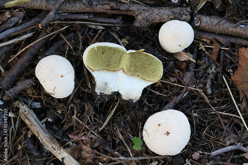 Meadow Puffball, Lycoperdon pratense, also called Vascellum pratense, wild fungus from Finland photo