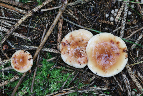 Tawny Funnel, Paralepista gilva, also called Lepista flaccida f. gilva, wild mushroom from Finland photo