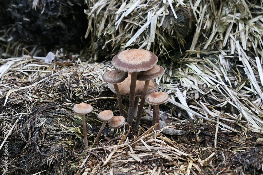 Panaeolus cinctulus, commonly known as the banded mottlegill, weed ...