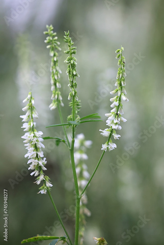 White Melilot, Melilotus albus, also known as Honey clover or White sweet clover, wild flowering plant from Finland