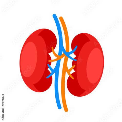 Human kidney. Internal organ icon. Urinary and endocrine system. Vector illustration