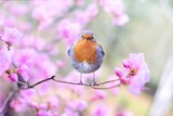 The bird perches on a cherry blossom branch, its delicate frame contrasting beautifully with the vibrant pink blossoms, creating a scene of serenity and natural beauty