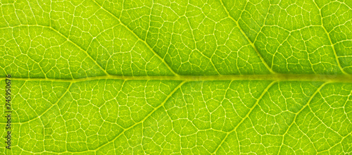 Green leaf veins texture. Close-up leaf. Macro photography. Eco concept. Natural background.