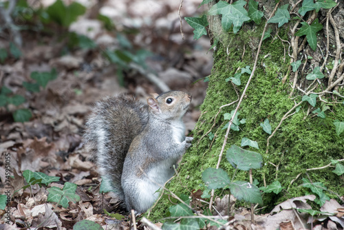 close up portrait of grey squirrel looking at camera from base of a tree trunk