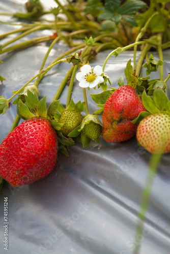 Closeup view of strawberry plant