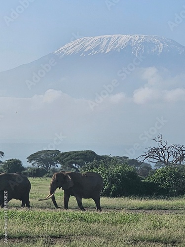 Photography elephants in the savannah under Kilimanjaro