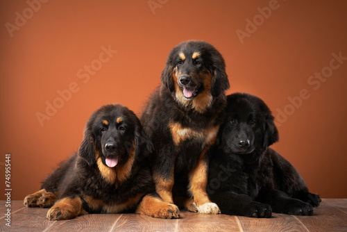 Trio of Tibetan Mastiff puppies lounging, showcasing their dense coats and varying hues. Dog on red background  photo