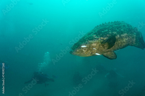 Scuba Diving West Palm Beach and Jupiter Florida. Goliath Grouper, sharks, morays, underwater pictures   © Richard